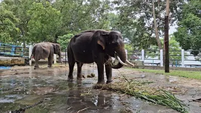 2 Gajah Dirantai di Wonogiri Tuai Sorotan, Begini Penjelasan BKSDA