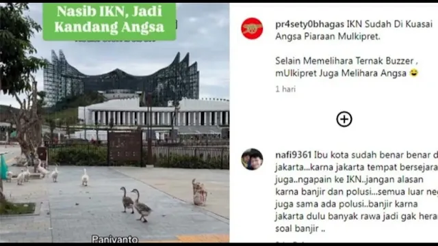 Viral Rekaman Bebek Berkeliaran di IKN, Begini Reaksi Warganet