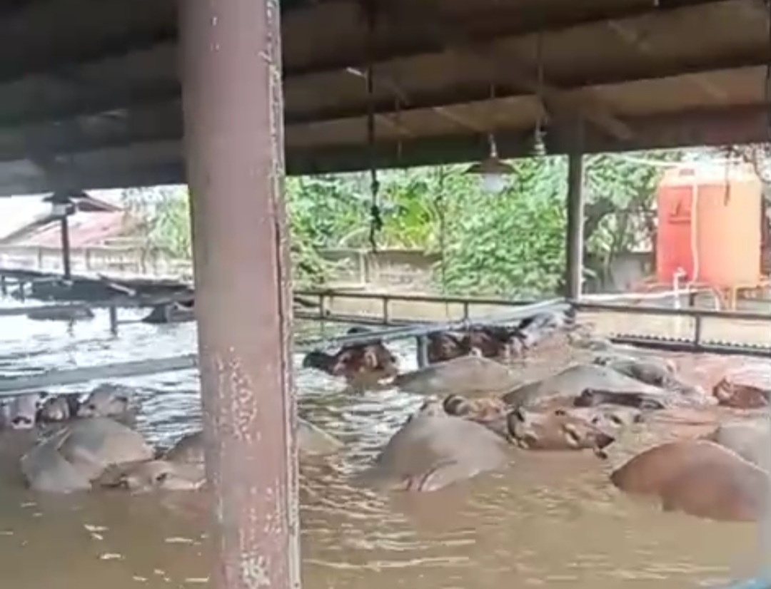 Nginep di Hotel saat Banjir, Istri Walikota Bekasi Berujung Minta Maaf: Saya Gunakan Dana Pribadi