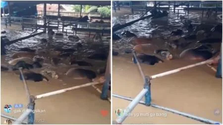 Viral Puluhan Sapi Ikut Terendam di Banjir Bekasi, Netizen: Kasihan Banget...