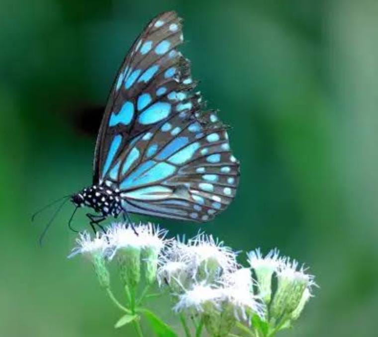 Ketika Agama Dijadikan Topeng!