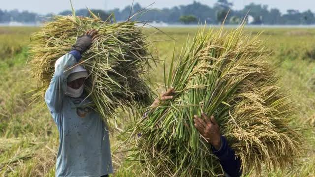 Mentan Amran Curigai Ada Mafia Pangan yang Sengaja Ciptakan Kesan Kelangkaan Beras