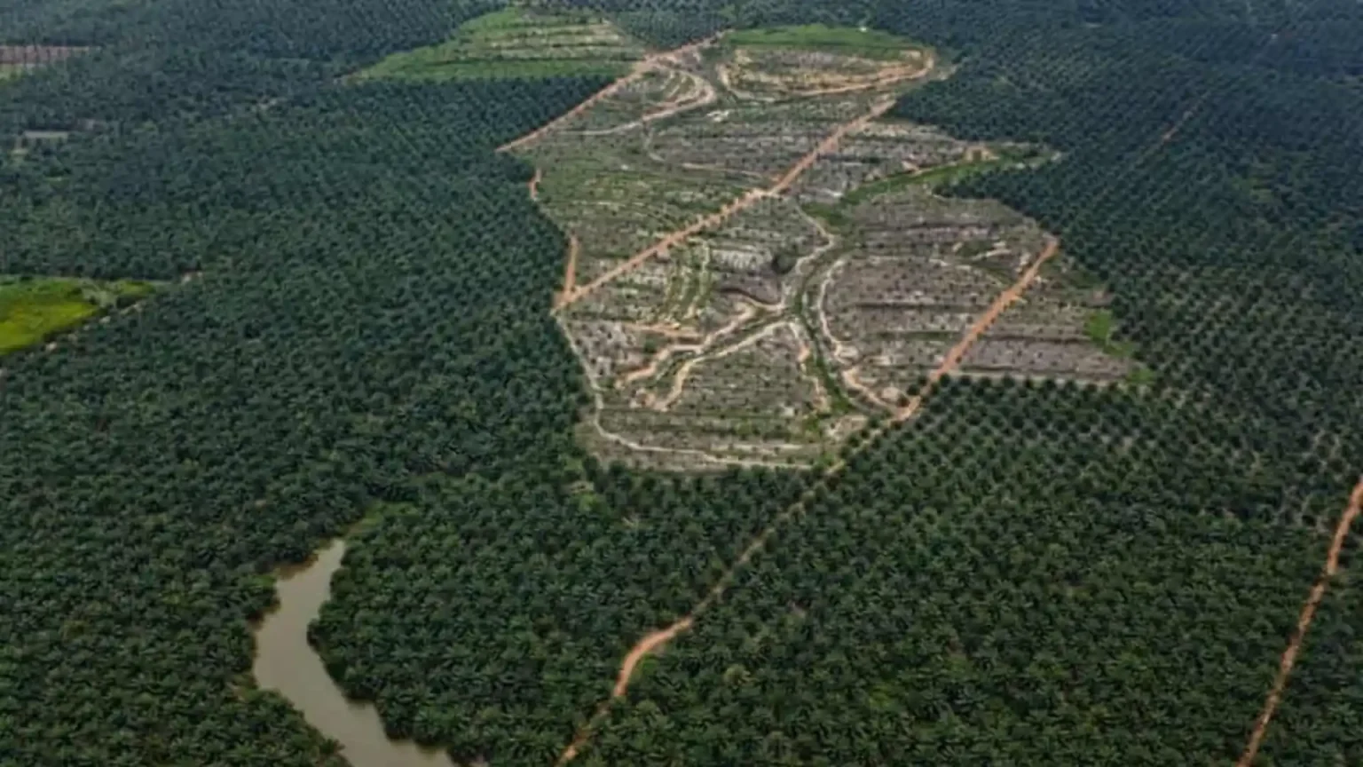 Investor Global Desak Portofolio Bebas Deforestasi, Soroti Krisis Hutan Indonesia
