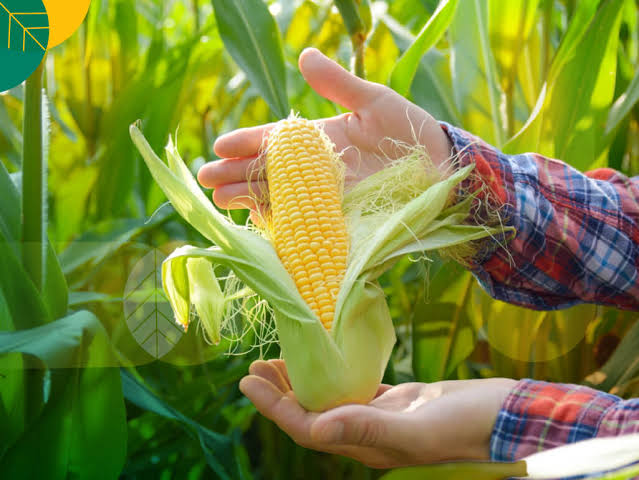 Prabowo Optimistis: Indonesia Akan Ekspor Beras dan Jagung dalam Empat Tahun Mendatang