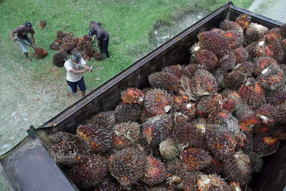 Ekspor Sawit Indonesia Naik Tajam, Bagaimana Dengan Pengelolaanya?