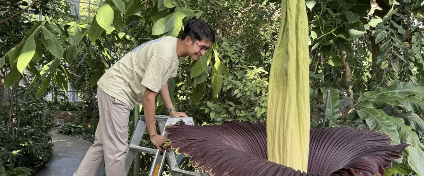 Arnaldy, Perawat Bunga Bangkai Sumatra di Kebun Raya Berlin