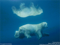 Legalitas dan Kualitas (bgn 1)