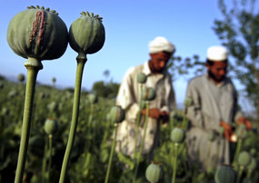 Sejak Kehadiran Pasukan Asing, Produksi Ganja di Afghanistan Meningkat