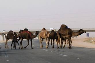 Masyarakat Saudi Sedang Takut Makan Daging Unta