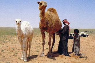 Penyakit Misterius Serang Ratusan Unta di Arab Saudi