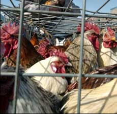 Virus Flu Burung Mulai Landa Israel