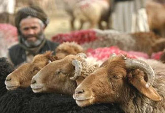 Penduduk Gaza Tak Mampu Beli Hewan Qurban