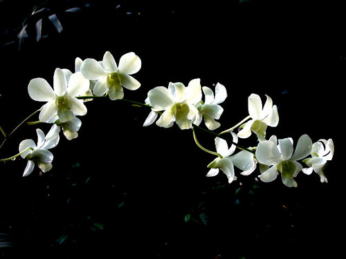 Amira Mayorga: Yesus Bahkan Tidak Menyuruh Umatnya untuk Menyembah Dirinya