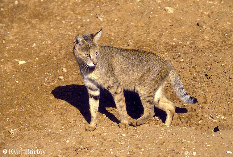 Kucing, Senjata Rahasia Batalyon Al-Qassam
