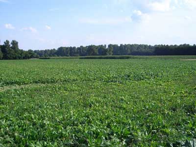 Jerman Dalam Pandangan Saya (1)