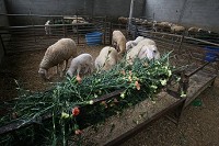 Petani Bunga Palestina Buang Bunganya di Hari Valentine