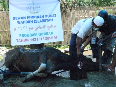 Wahdah Kurban 904 Kambing 16 Ekor Sapi