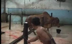 Pemerintah Australia Ternyata Gampang Ditipu