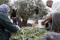 Petani Palestina di Tepi Barat, Panen pun di Bawah Todongan Senjata Tentara Zionis