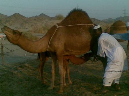 Susu Unta Dicari Jamaah Asia Tenggara