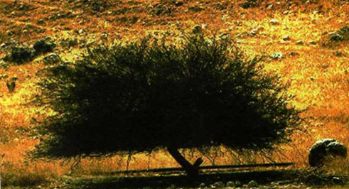 Pohon Ghorqod