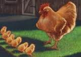 Ayam