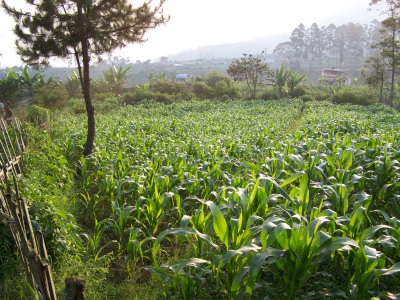 Buah Hasil Kerja yang Tersembunyi