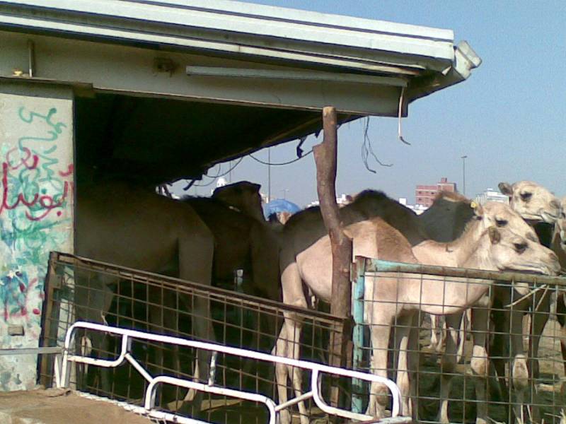 Jamaah Indonesia  Tunaikan Dam Tamattu'