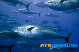 IKAN: Sumber Berharga Bagi Tubuh