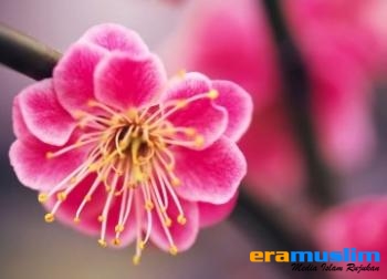 Pejuang di Negeri Seberang