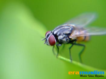 Berpikir Tentang Serangga