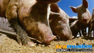 Hikmah Diharamkannya Babi, Petani AS Tewas Dimangsa Babi Peliharaannya Sendiri