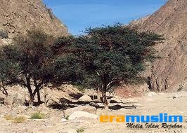 Proyek Internasional Ghorqod 