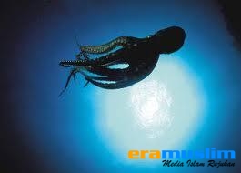 KEAJAIBAN CUMI-CUMI DAN GURITA